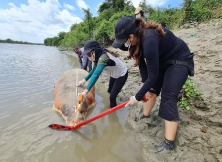 ​Peixe-boi marinho é encontrado morto no Rio Mearim, em Arari