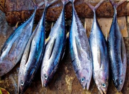 Semana do Pescado: as marcas e empresas na 18ª edição