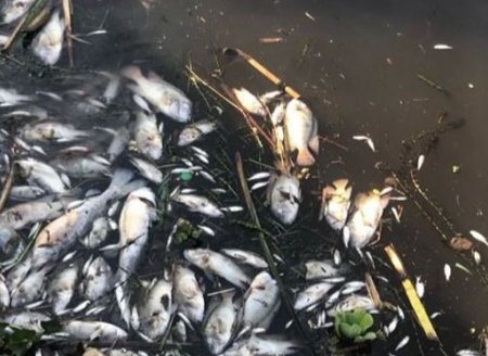 ​Investigação sobre morte de peixes no rio Iapo, em Castro, aponta que despejo de indústrias da região está regular