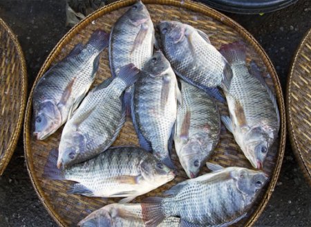 ​Aditivos contribuem para produtividade de peixes