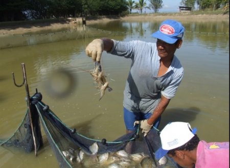 Secretaria de Agricultura pesquisa criação de camarão e auxilia aquicultores a se estabelecerem na atividade 