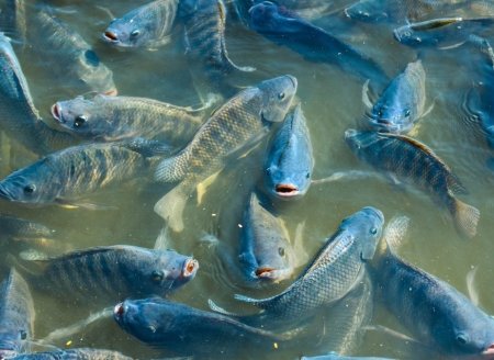 Proteína  hidrolisada de frango: uma forma de potencializar rações na aquicultura