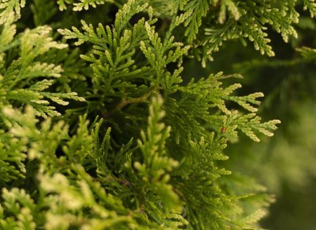 Extrato da planta Artemisia Annua melhora imunidade e ganho de peso da Tilápia