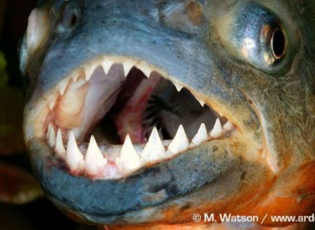O “peixe mais feroz do mundo”? A injusta má fama da piranha  