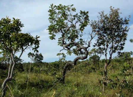 Agricultura conservacionista: conheça os preceitos e práticas para o Cerrado