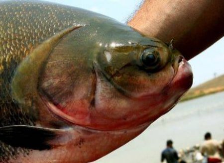 Embrapa está desenvolvendo tambaquis sem espinha