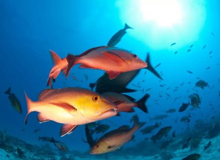 MPA divulga dados da produção de peixe Pargo capturado no ano de 2023
