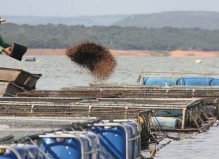  Produção de ração no Brasil cresce 1,84% com impulso da aquicultura