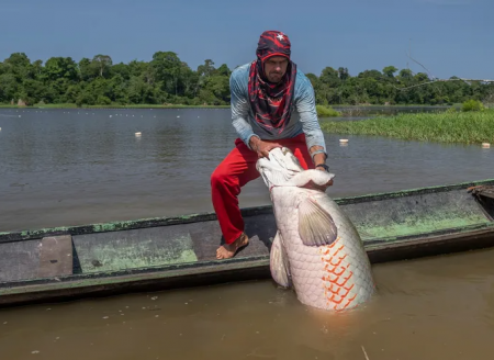  Um dos maiores peixes de água doce da Terra está se recuperando na Amazônia brasileira