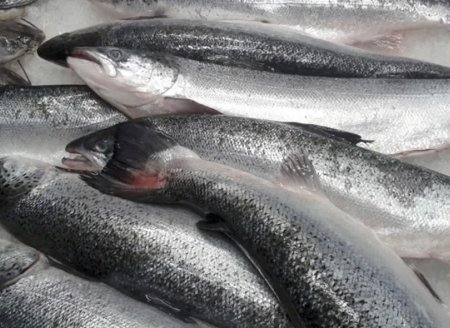 ​Após Brexit, Reino Unido volta a comprar pescado do Brasil