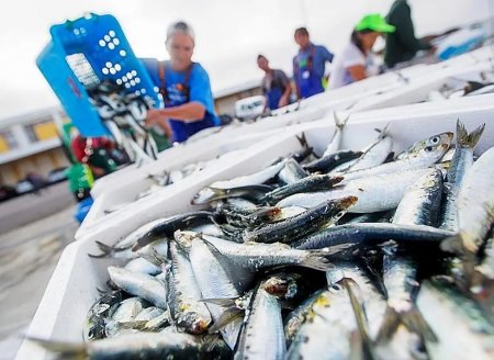 ​Sistema irá gerar informações sobre captura de sardinha  