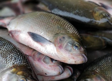 ​CNA aponta tendências para o mercado de pescado