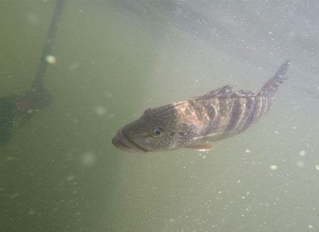 Peixes introduzidos causam desequilíbrio em ecossistemas onde não são nativos