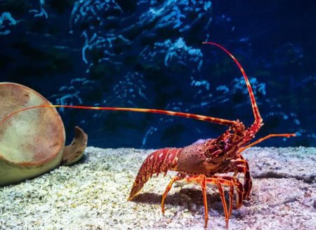 ​Pesca da lagosta está proibida no Brasil até 30 de abril