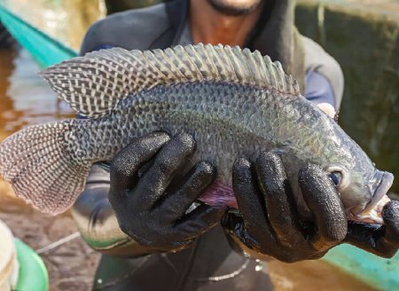 ​Produção de peixes e frutos do mar cresceu 25%