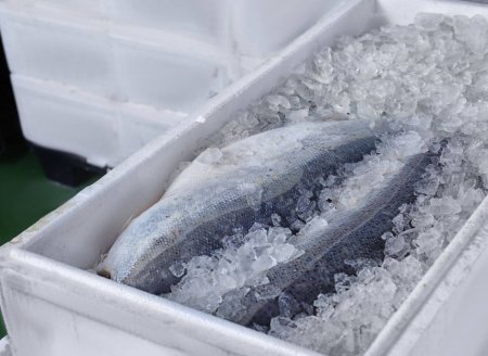​Cadeia de frio x qualidade de pescado e a importância no verão