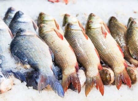 ​Retomada das exportação de pescado à UE é prioridade, diz Abipesca