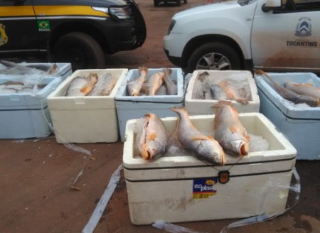 ​Adapec com o apoio da PRF apreende 1,5 tonelada de pescado clandestino