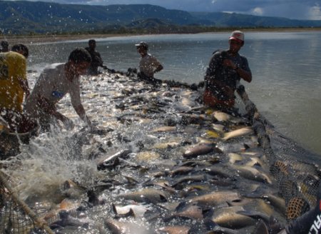 ​Adapec publica normas para facilitar a regularização de indústrias artesanais de pescados no Tocantins