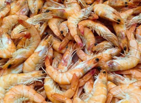 ​Ministério abre consulta pública sobre análise de risco de importação de camarão  