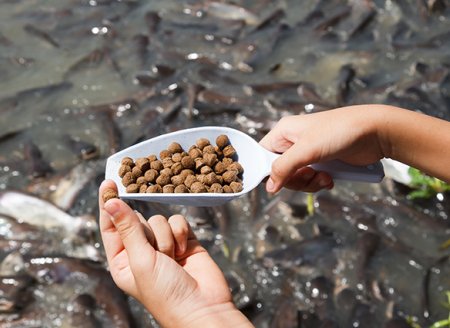 Produtores seguem as atividades de alimentação dos peixes