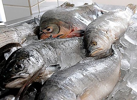 Confira 10 dicas para conservar de modo seguro a carne de peixe