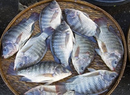 ​Conheça as espécies de pescado mais cultivadas e capturadas em SP