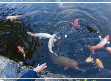 Você sabe a diferença entre aquicultura e piscicultura?