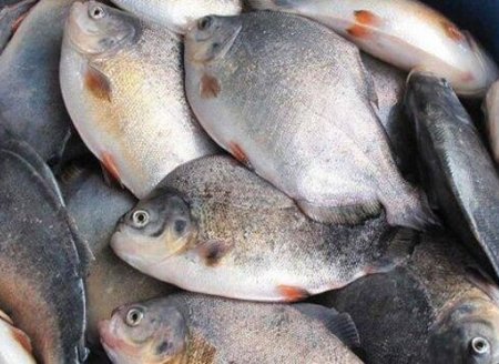 ​Produção de peixes: cresce procura pelo teste TambaPlus  