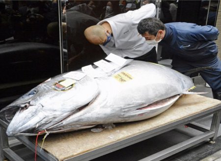 ​Atum de 208 kg é vendido por mais de R$ 1 milhão durante leilão de Ano Novo no Japão