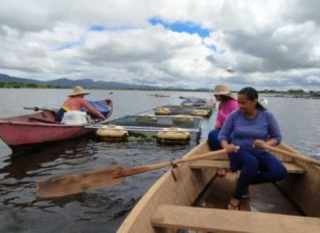 Piscicultoras de Itiúba investem na criação de peixes