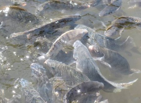 Como está a produção de peixe?