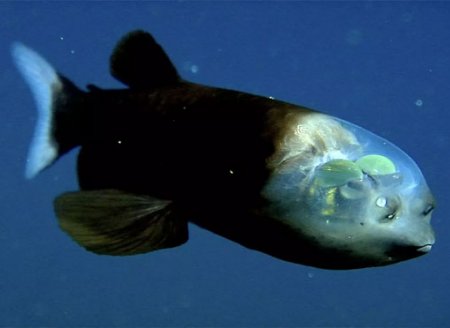 ​Descoberto o mistério do peixe com cabeça transparente