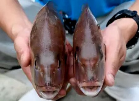 ​Japão está perto de comercializar peixe geneticamente editado