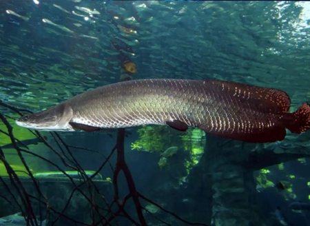 ​Quais são os maiores peixes do Brasil? Veja essa lista incrível da biodiversidade brasileira