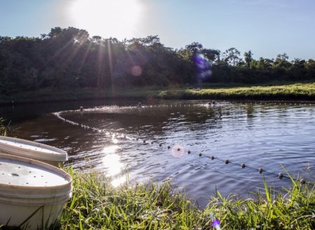 Projetos de piscicultura de até 5 hectares de lâmina d’água ou 10 mil m3 de água (tanques-rede) de MT estão dispensados de licenciamento ambiental