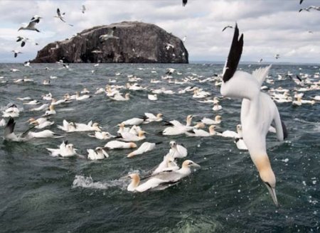 ​Aves oceânicas, “sentinelas” da saúde dos mares