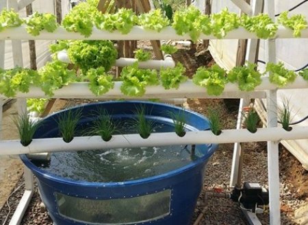 ​Prática de aquaponia reaproveitamento para cultivo aquático
