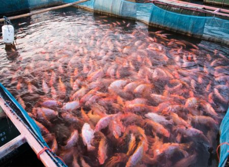 ​Aquicultura terá palestras na AgroBrasília 2020  