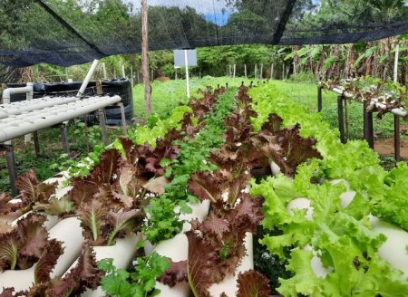 YProdução integrada de tilápia e alface no Espírito Santo