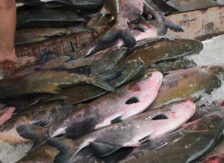​AM registra 7 casos suspeitos de rabdomiólise por ingestão de peixes nos últimos 14 dias