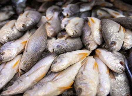 Instituto de Pesca organiza evento que discutirá estratégias para inclusão do pescado na alimentação escolar