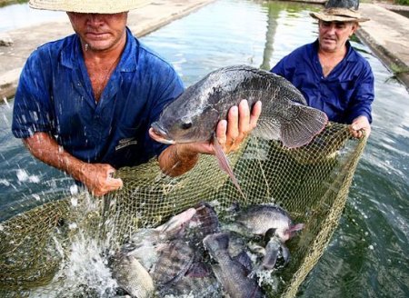 DF: coronavírus – Peixe BR pede dispensa de licenciamento ambiental para liberação de recursos para custeio da piscicultura