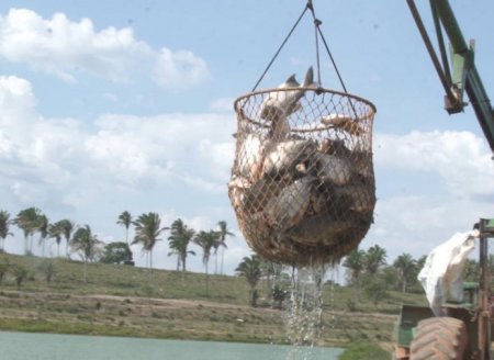  Pesca e Aquicultura apresenta dados inéditos sobre a cadeia da piscicultura no Tocantins