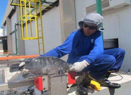 Peixe BR e Apex avançam negociação para presença dos peixes de cultivo no mercado internacional
