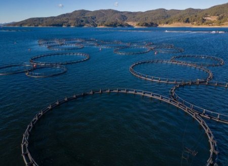 Predadores na piscicultura: como proteger a criação de peixes?