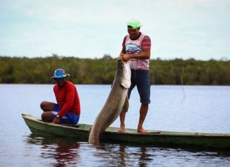 ​AM: regras da PGPM-Bio serão apresentadas nas reservas de manejo do pirarucu