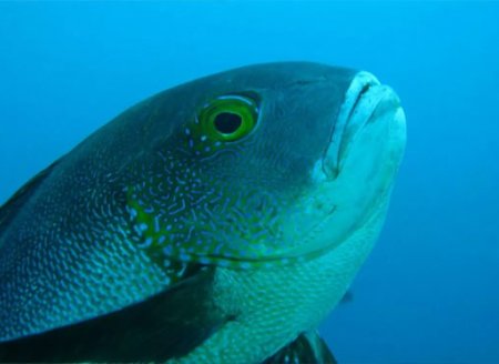 Biólogos da Austrália descobrem o peixe mais velho dos recifes tropicais
