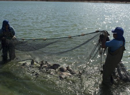 Temperatura nos oceanos aumenta quase 1ºC em 34 anos e prejudica atividade pesqueira