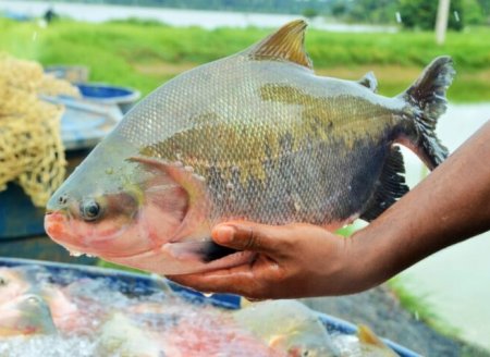  Projeto promete multiplicar em até 6 vezes produção de tambaquis no Amazonas